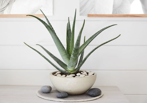 芦荟植物