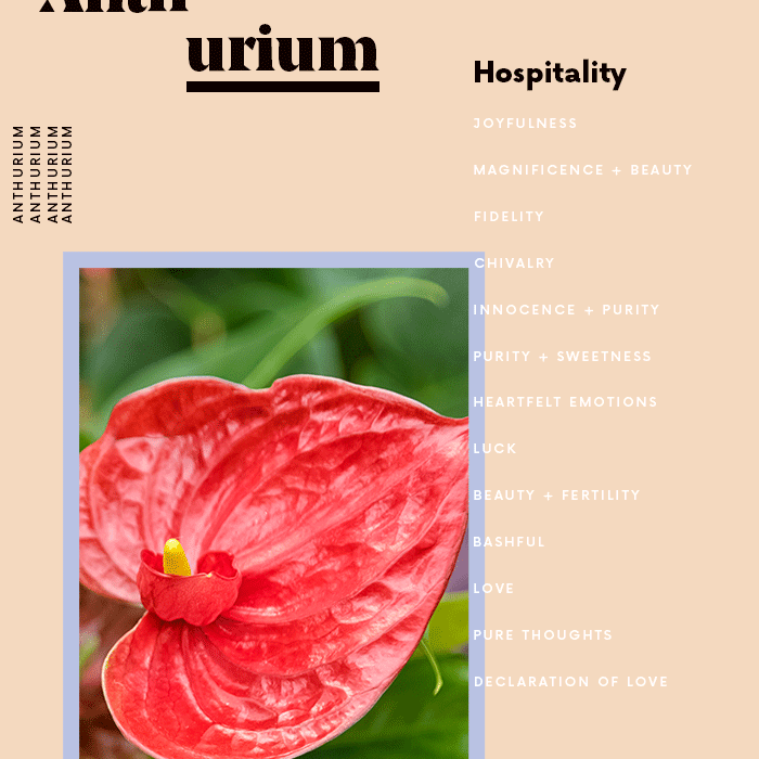 花烛属植物花的含义