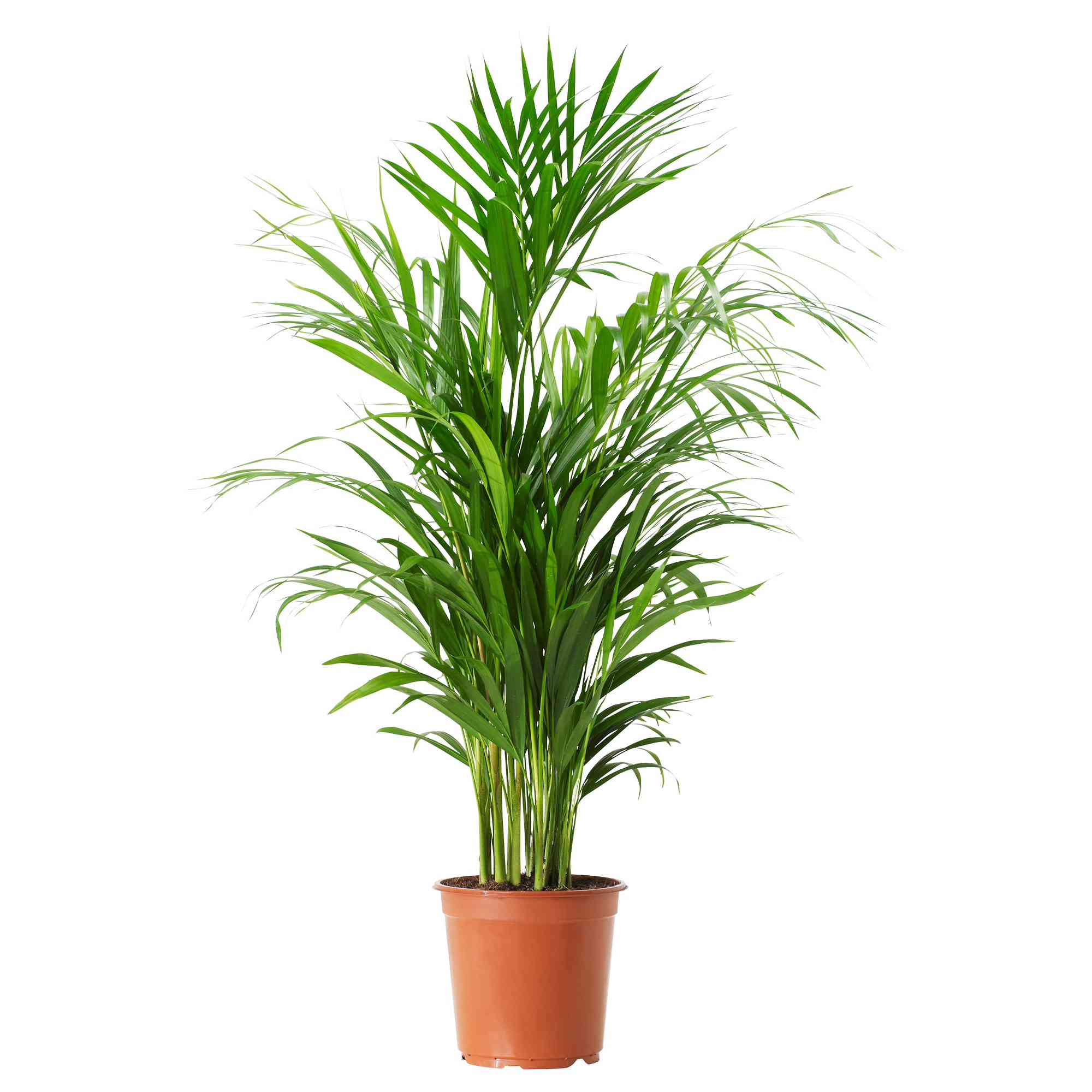 卡塔拉香樟盆栽植物