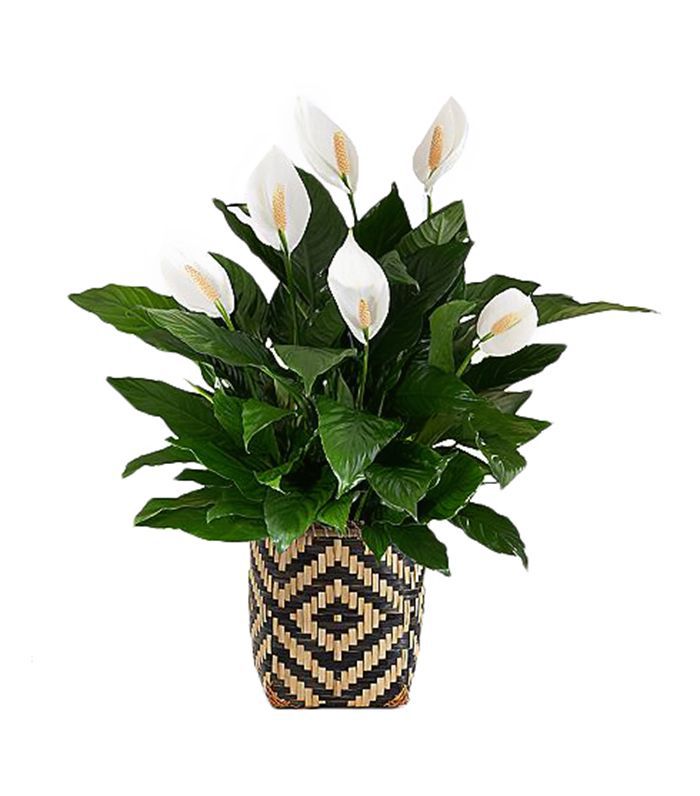 ProPlants盆栽和平莉莉