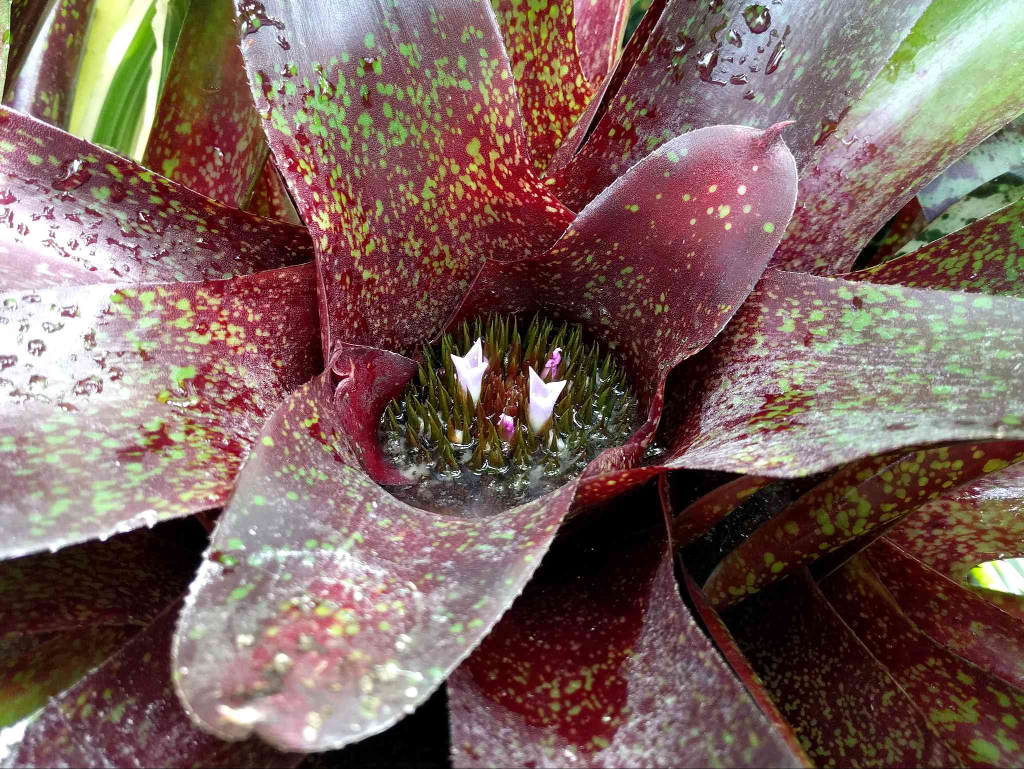 红色和绿色的凤梨用细小的花朵在中央杯特写镜头成长