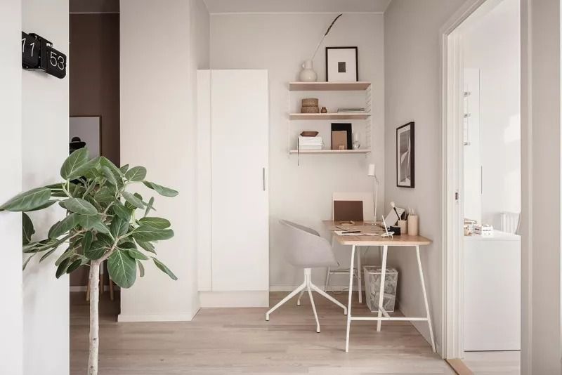 热带榕属植物奥黛丽