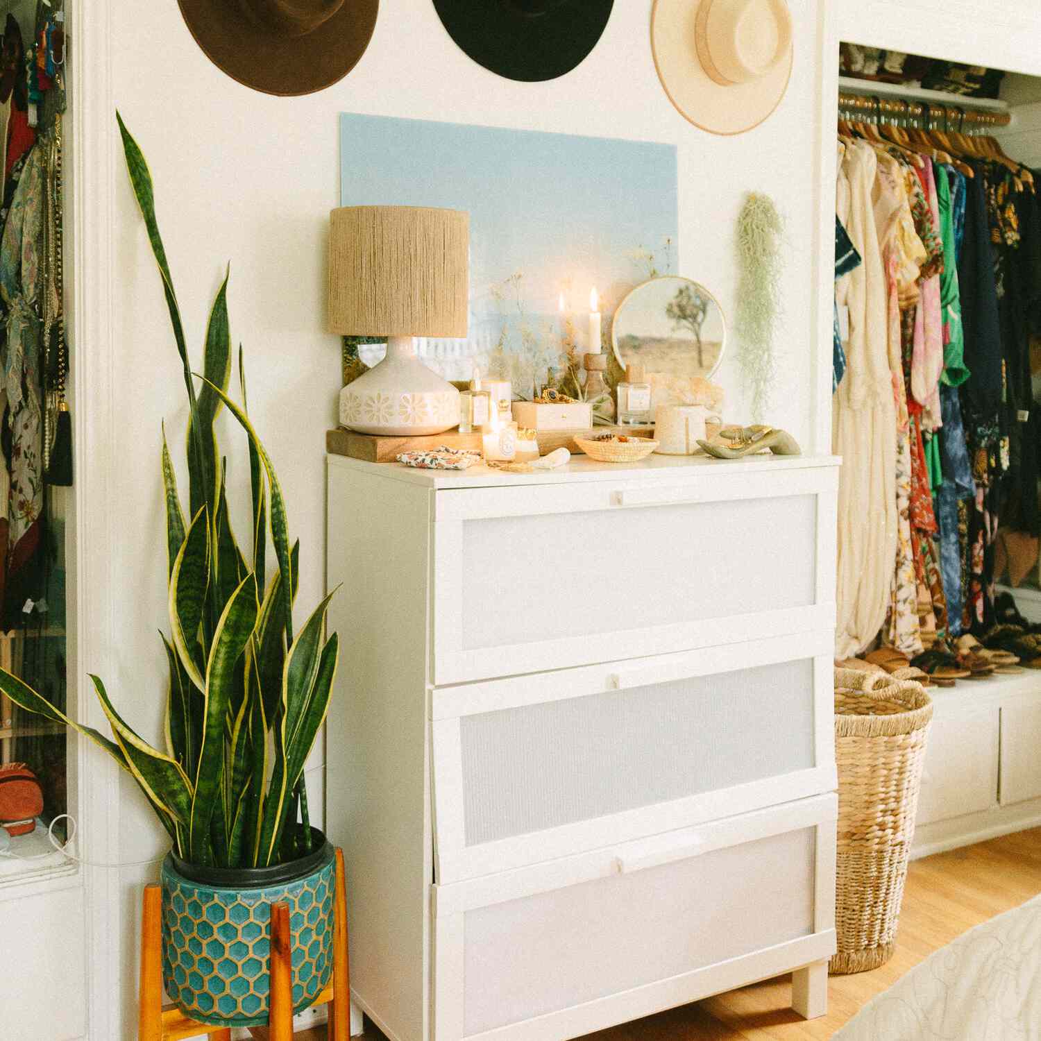 廉价植物蛇形植物