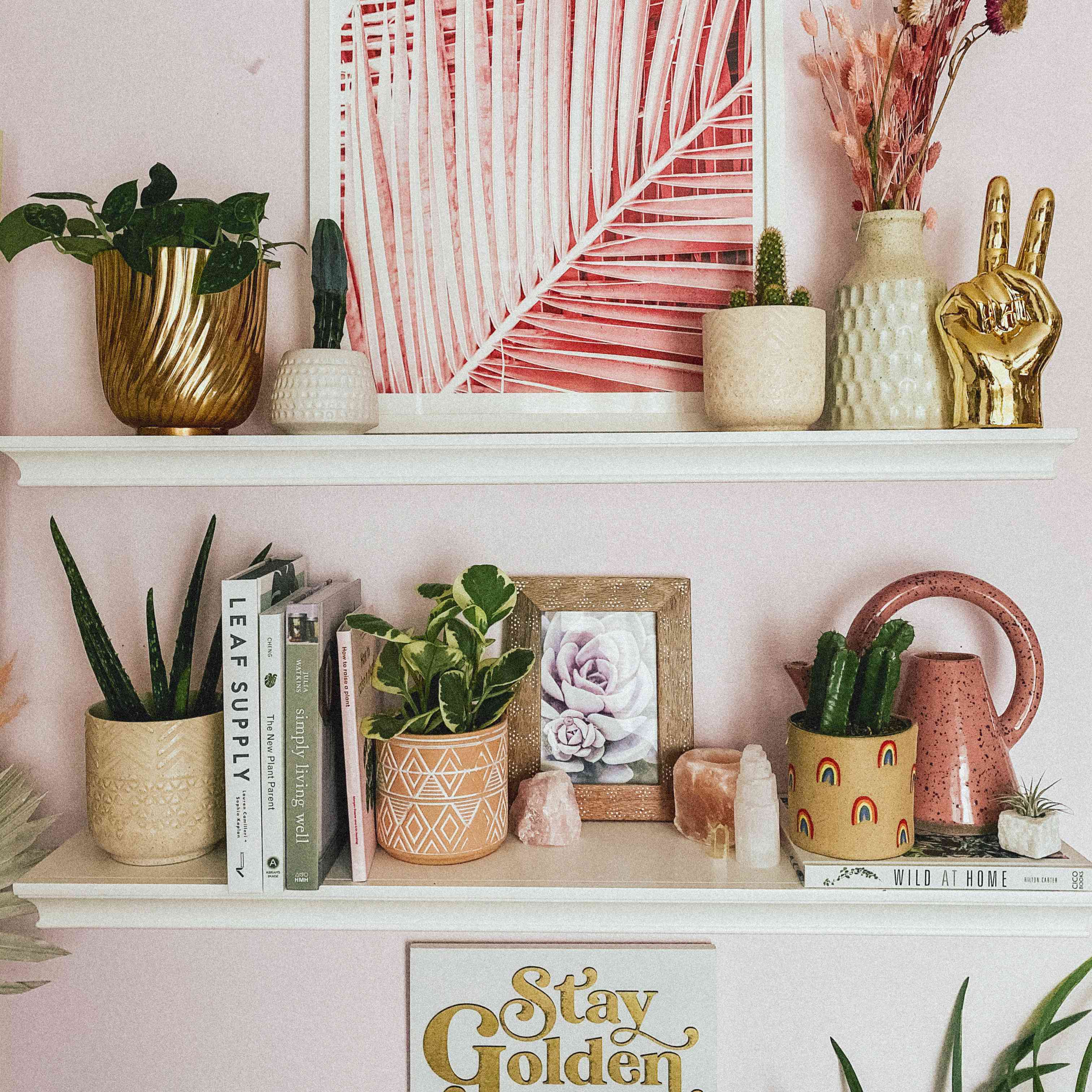 椒草和装饰架粉红色的照片，花瓶和鲜花等室内植物