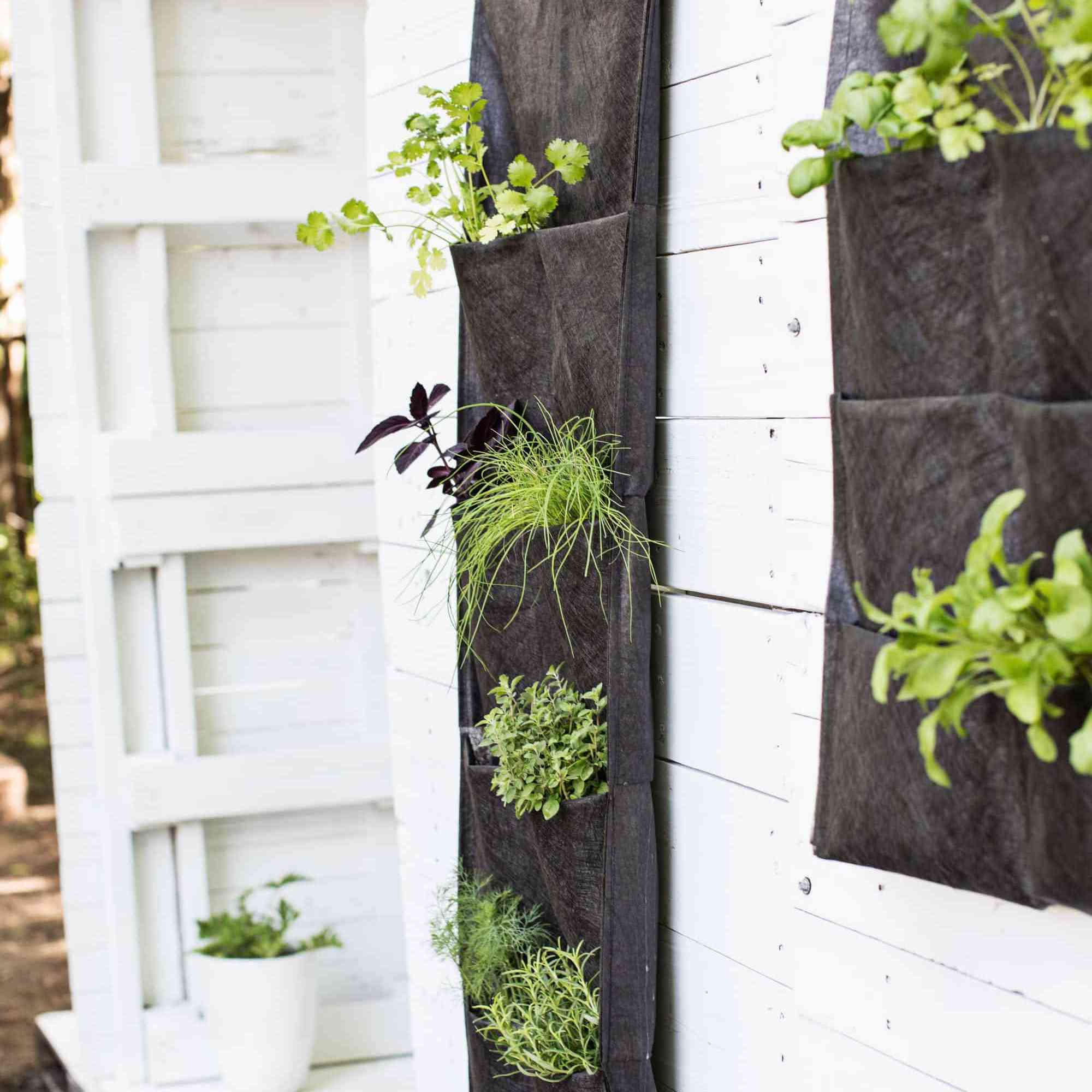 悬挂的药草花园一片美丽的凌乱