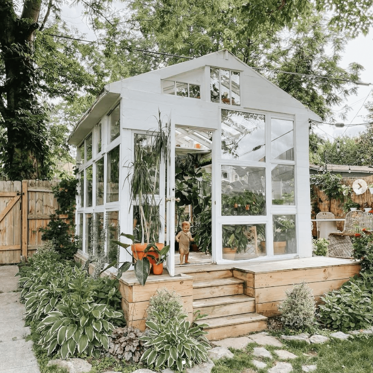 Hosta植物包围的美丽豪华的温室。