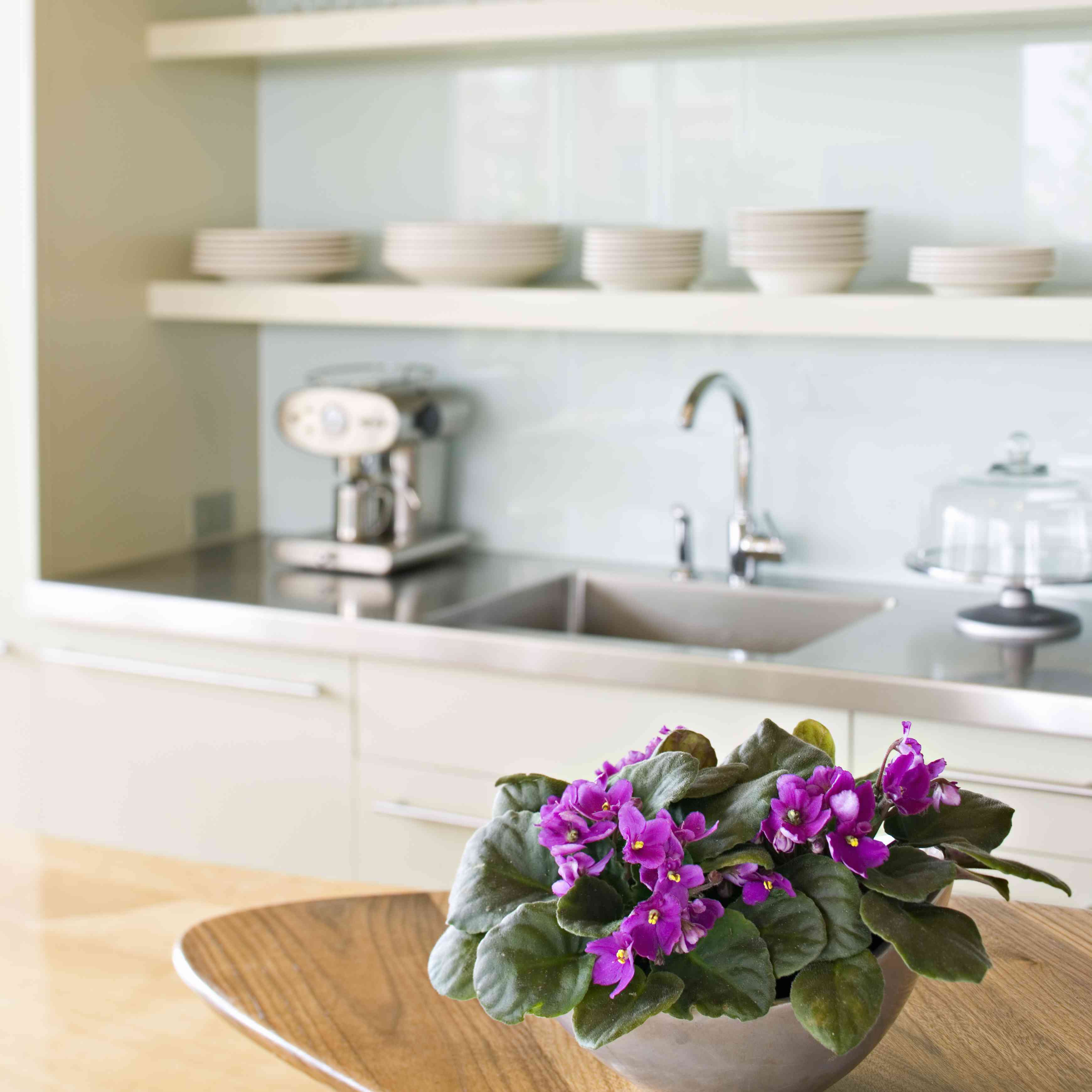 在厨台的非洲紫罗兰