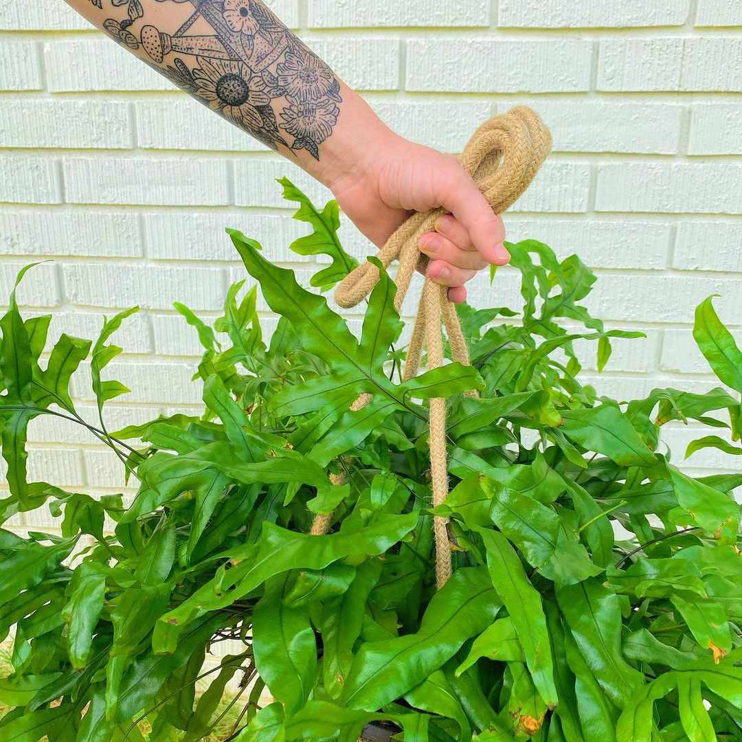 白人的纹身胳膊拿着绳子附加到大，明亮的绿色袋鼠爪子蕨植物