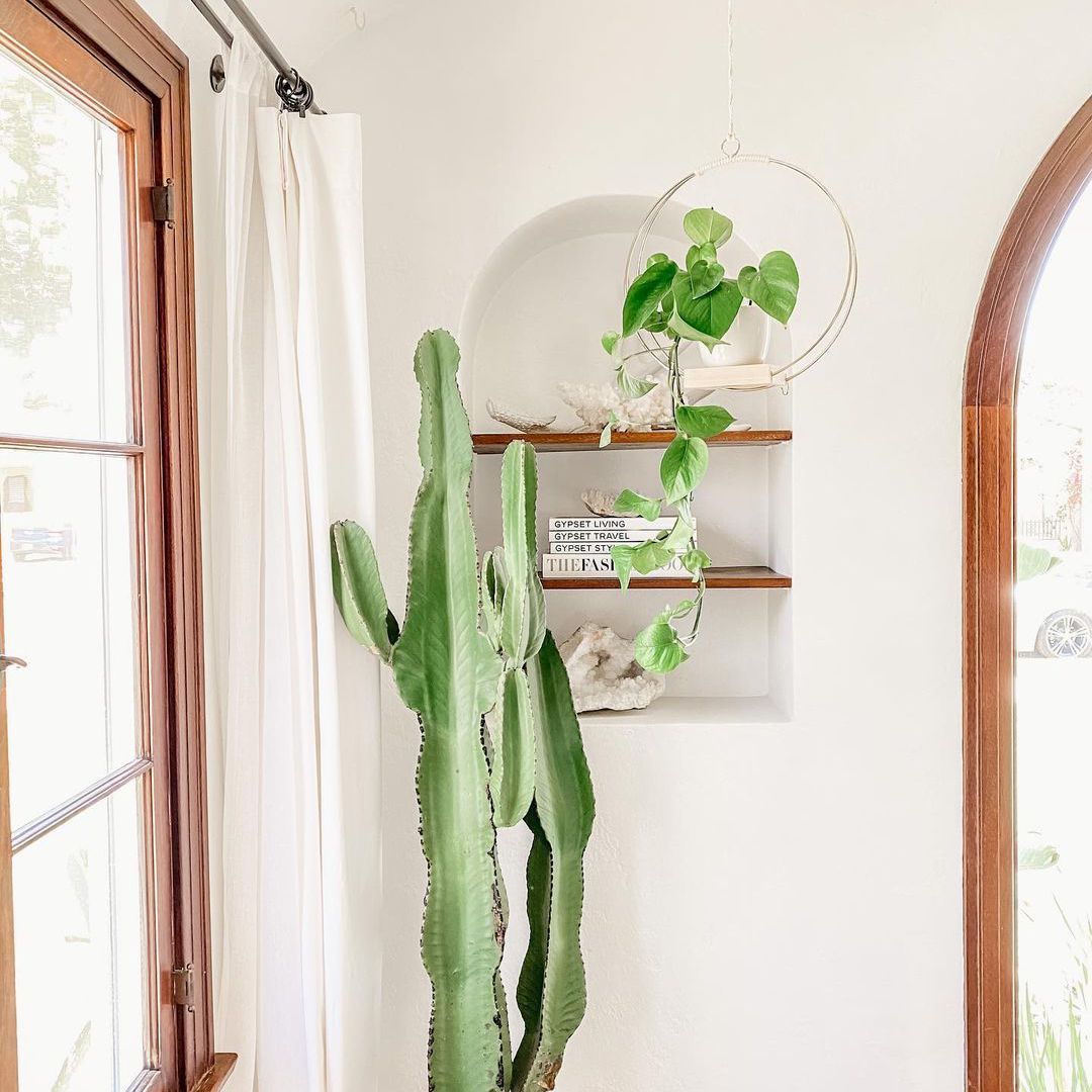 仙人掌在角落里