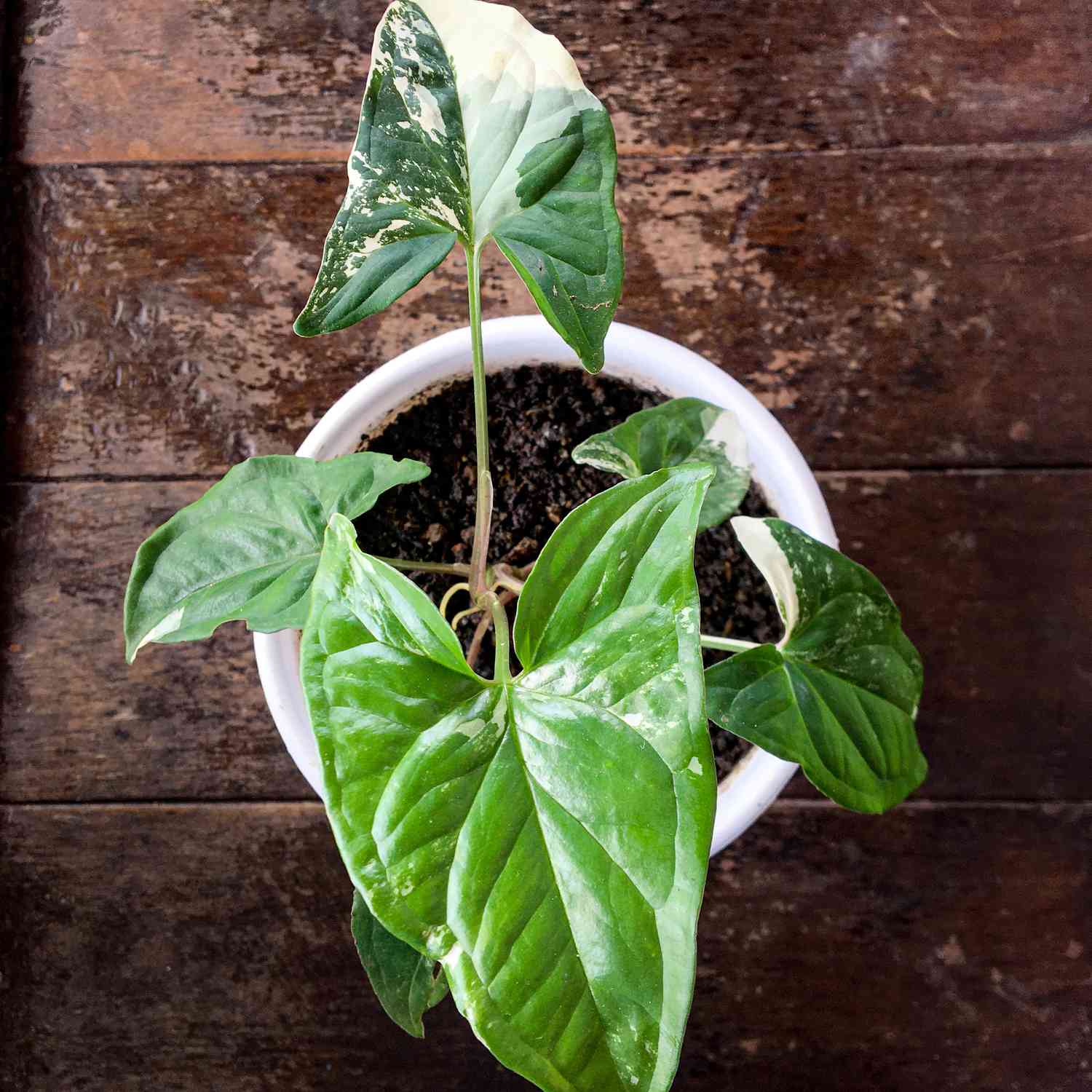 白色罐的白色和绿色箭头植物反对棕色木背景