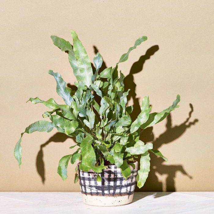 室内低光植物-熊爪蕨