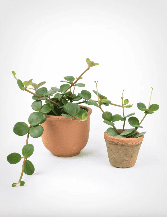 陶土花盆里的两盆胡椒植物。