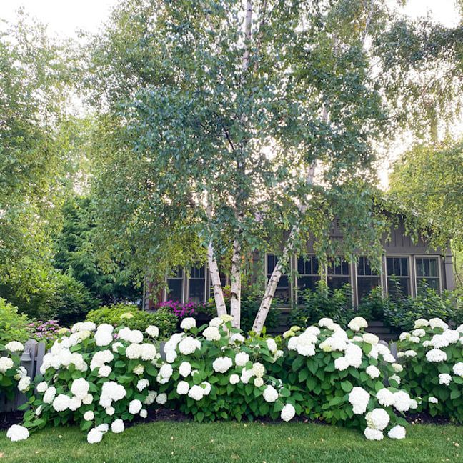 房子外有大片的白色绣球花。