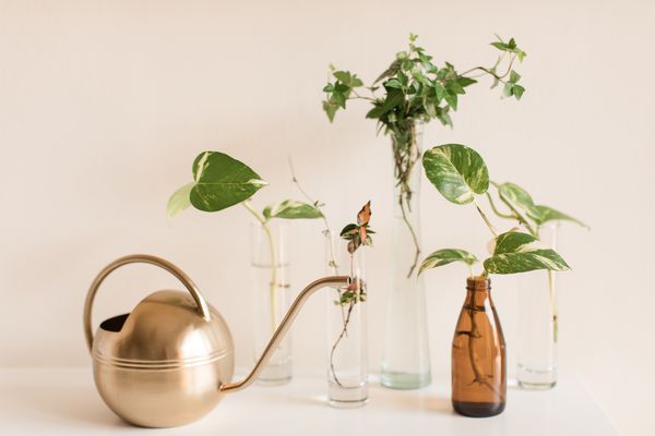 一种绿色的英国常青藤和植物的繁殖。在明亮的自然光下在花瓶中生长的一种深绿色的英国常春藤和盆栽植物。一个现代的金色喷壶是特色。英国常春藤和盆栽植物是易于护理的室内植物，生长迅速，易于繁殖。