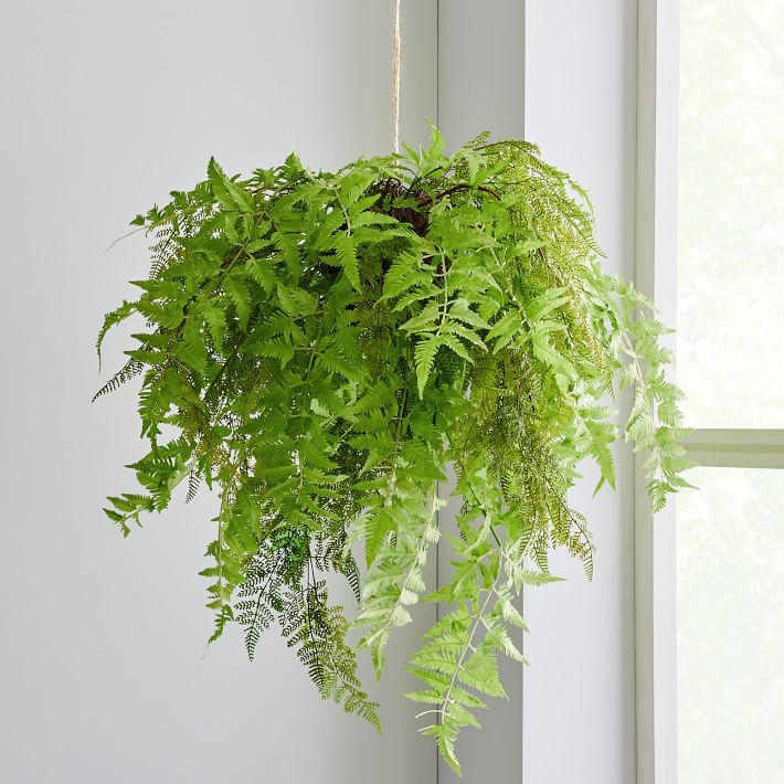 一个虚假的悬挂蕨类植物。