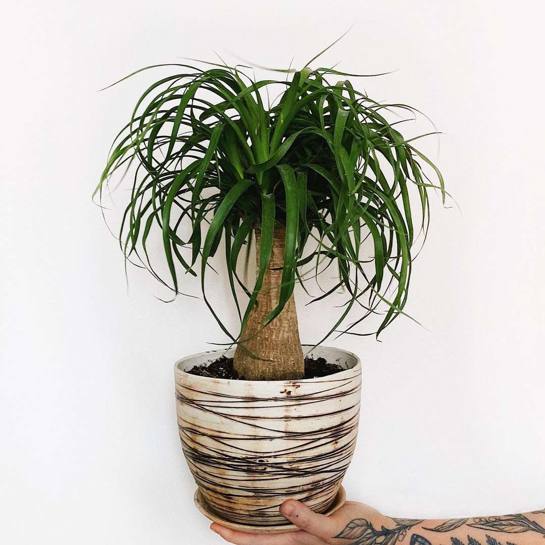 马尾掌在白色陶瓷罐黑色条纹由白人的手与纹身的手臂