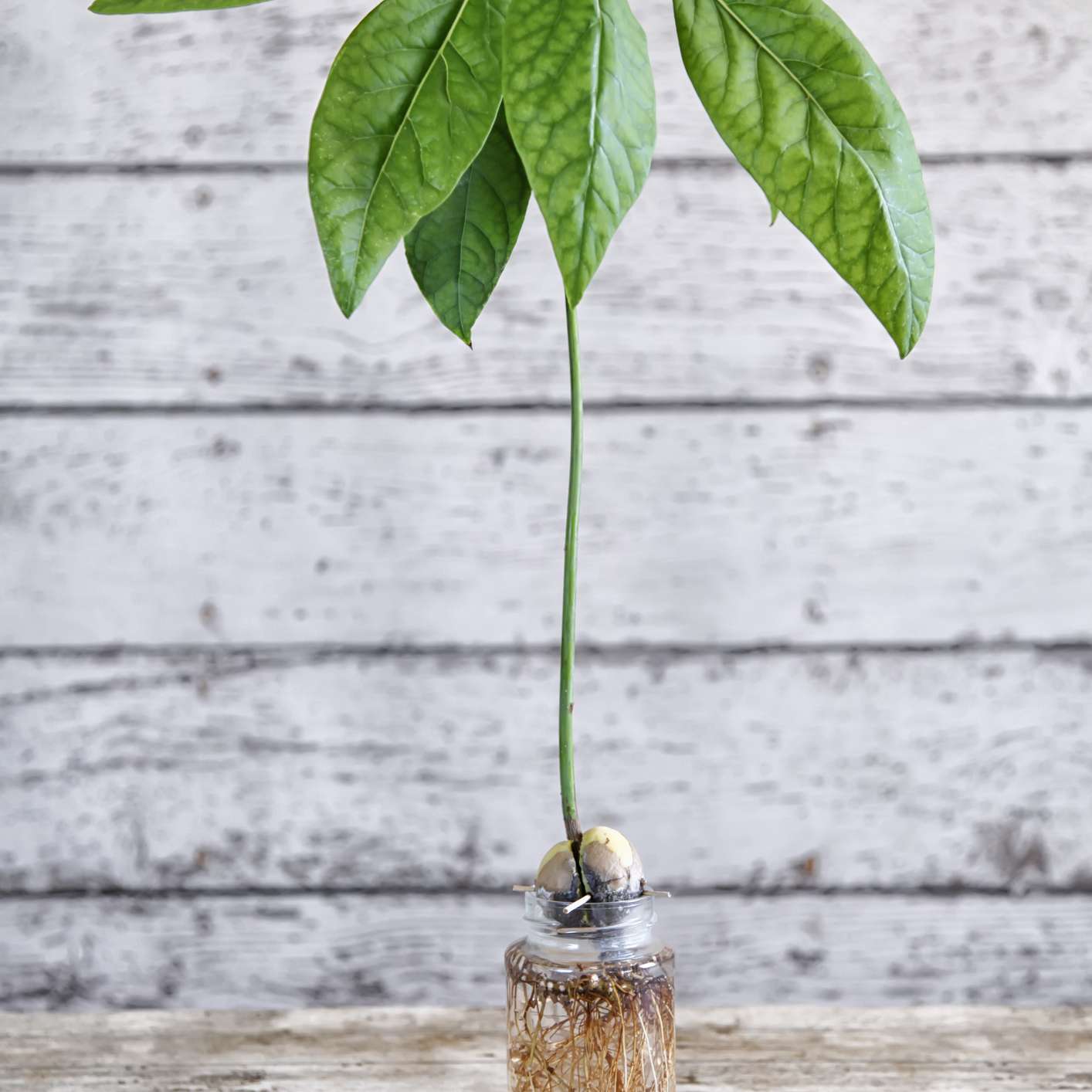 与叶子和根的发芽的鲕梨坑在白色木背景的泥工瓶子