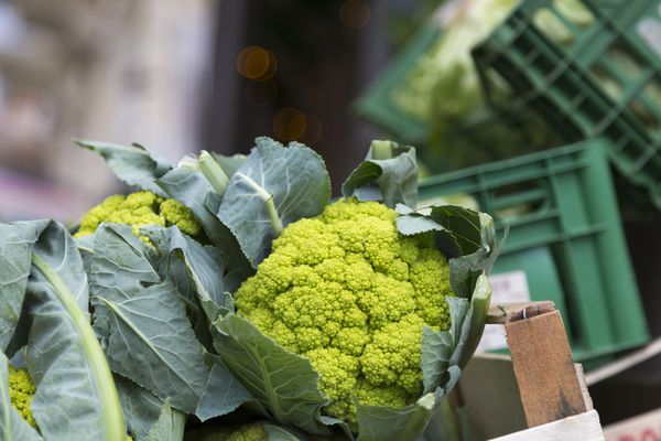 罗马花椰菜
