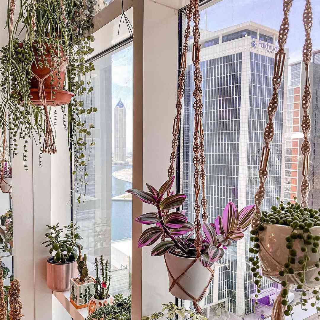 拿努克(tradescantia nanouk)和其他一些人将植物放在白色的花盆里，花盆上挂着编形的衣架，摆放在俯瞰城市的窗户上