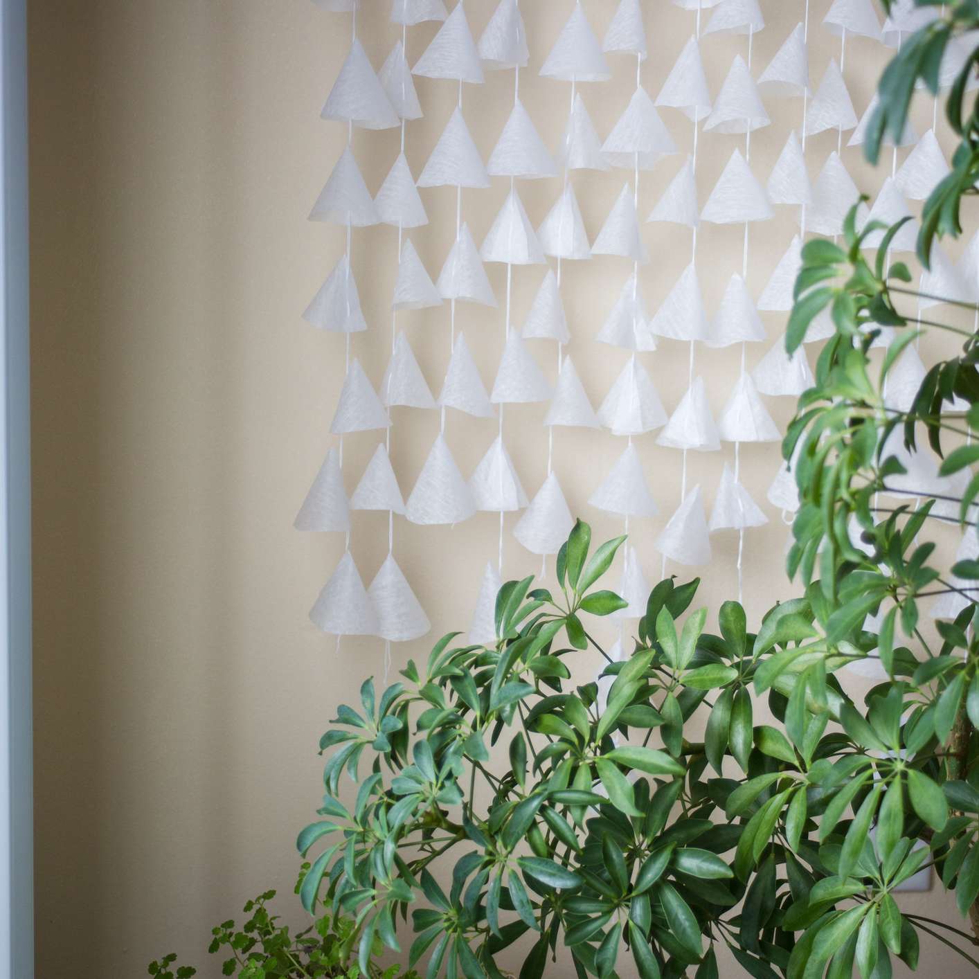 矮小的乳脂墙前面的矮小schefflera植物用白纸飘带