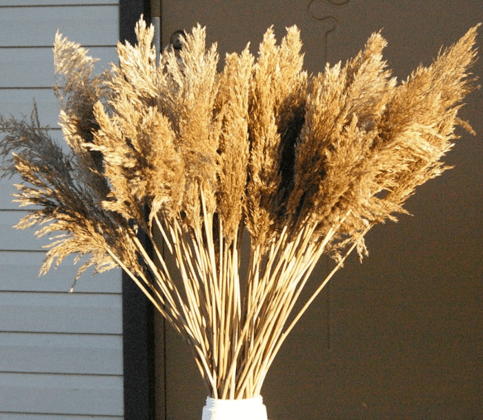 艺术精品查找特大型蒲苇，15件