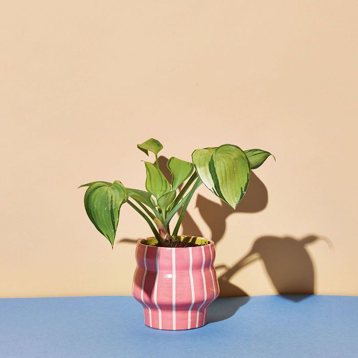 低光室内植物-车前草百合