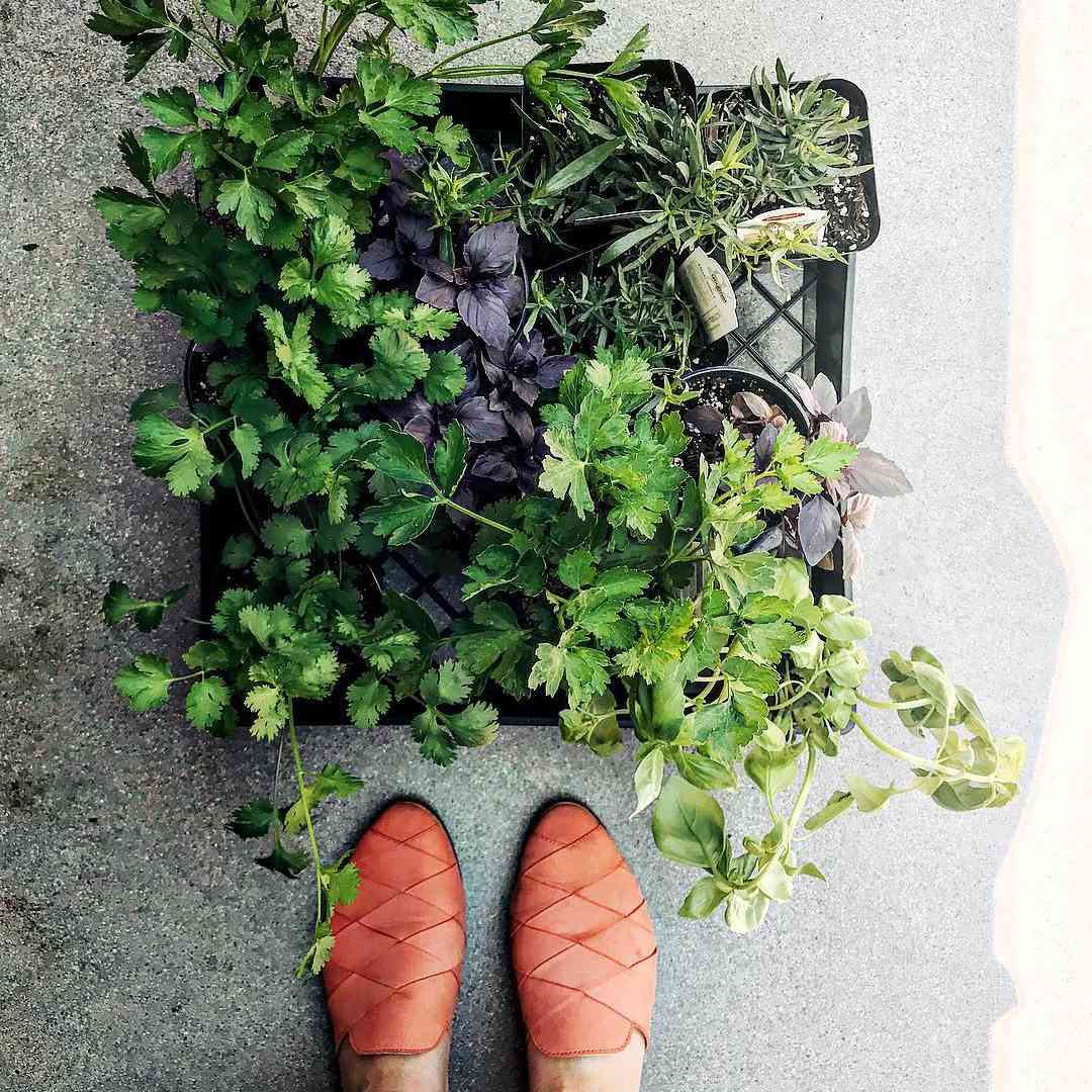 草本篮子在妇女的脚的。