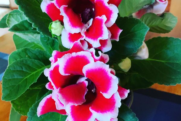 与红色和白花和绿色的格洛尼亚室内植物在桌上离开