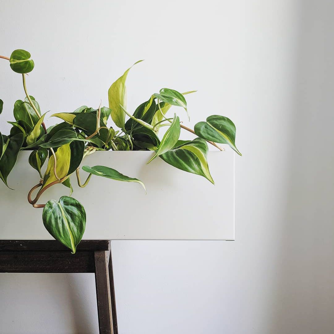 flowerbox在凳子上