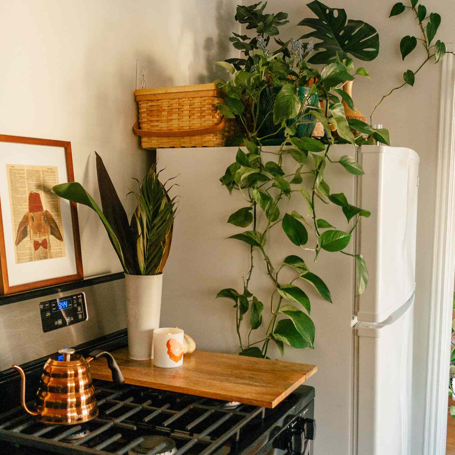 廉价的植物喜林芋