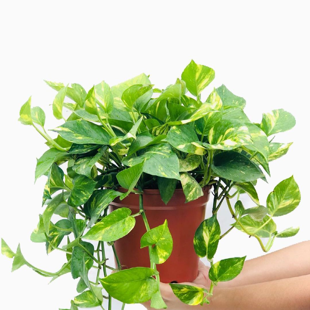 黄金pothos