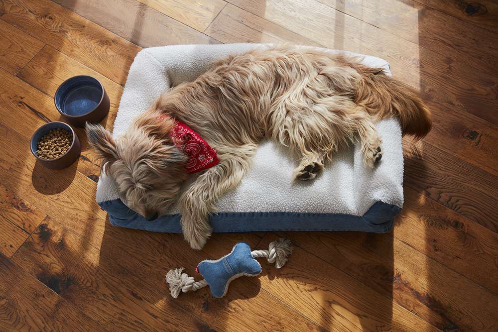 牛仔和夏尔巴宠物床，蓝色