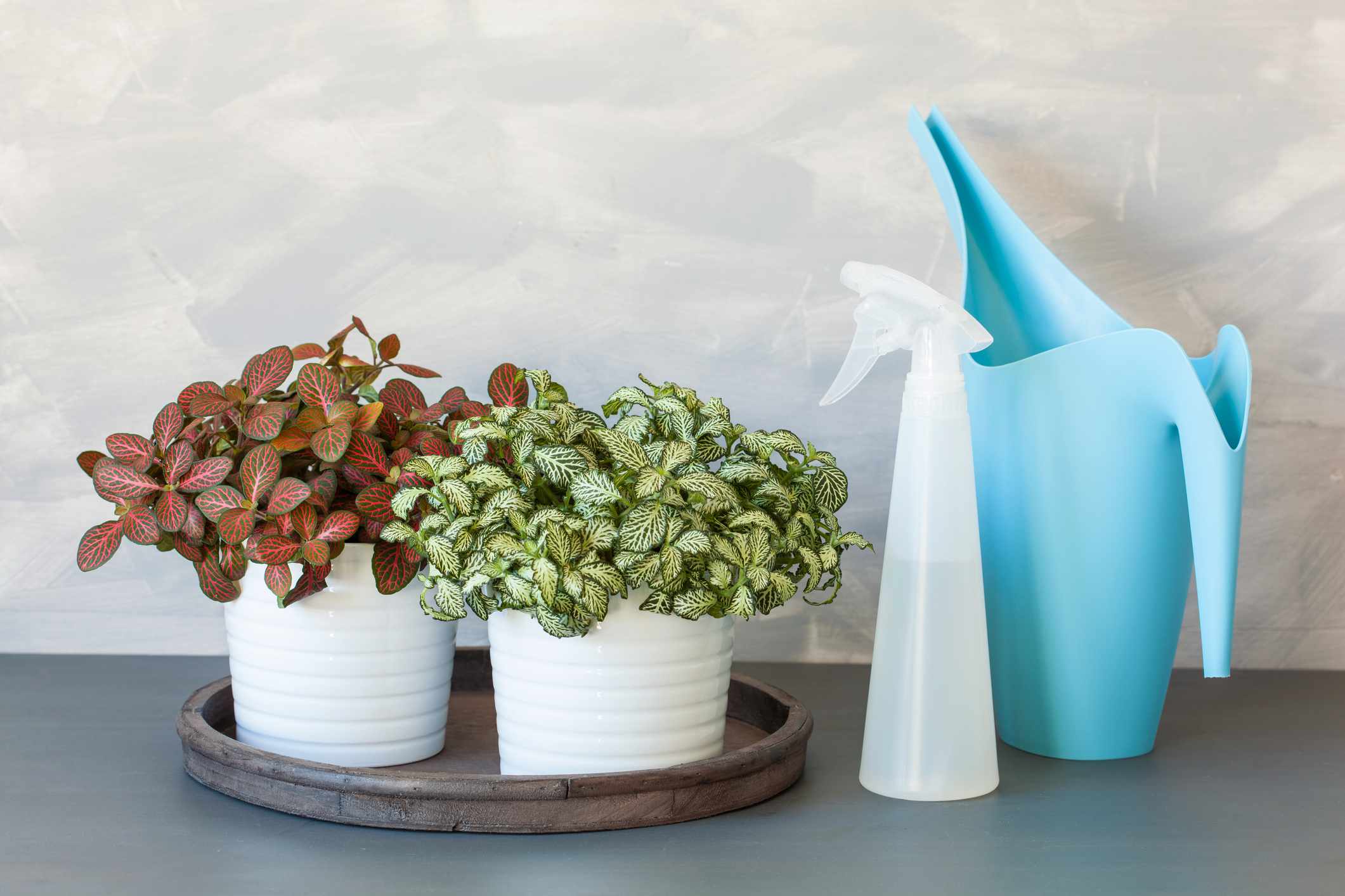 粉红色和白色和绿色fittonia植物白盆灰色背景喷雾瓶，喷壶