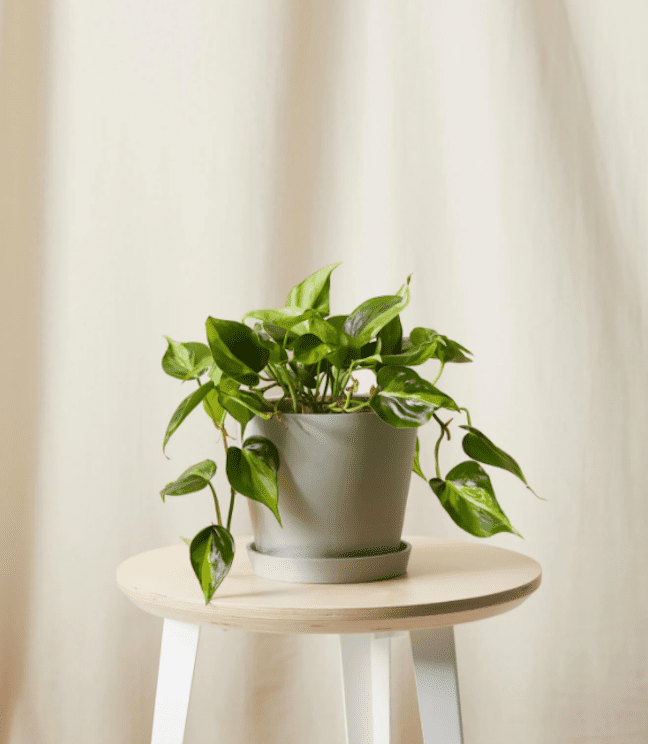 Philodendron Brasil.