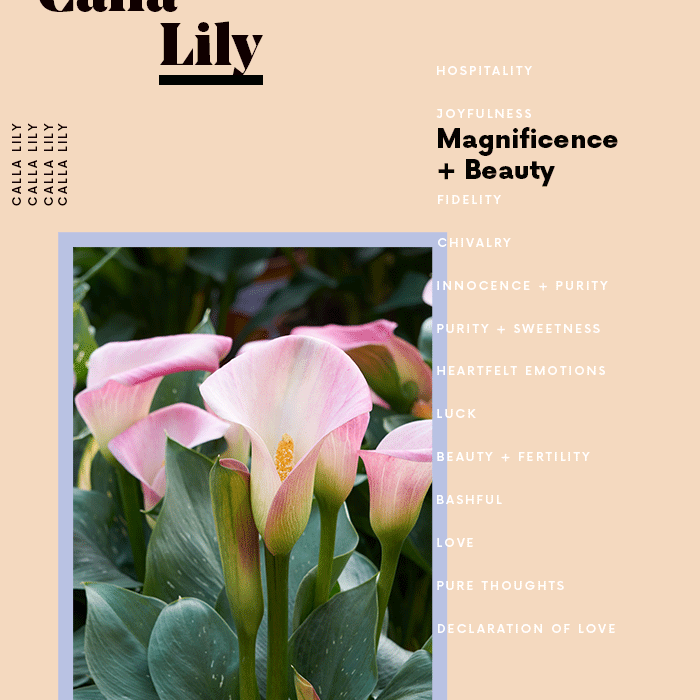 马蹄莲花的意思