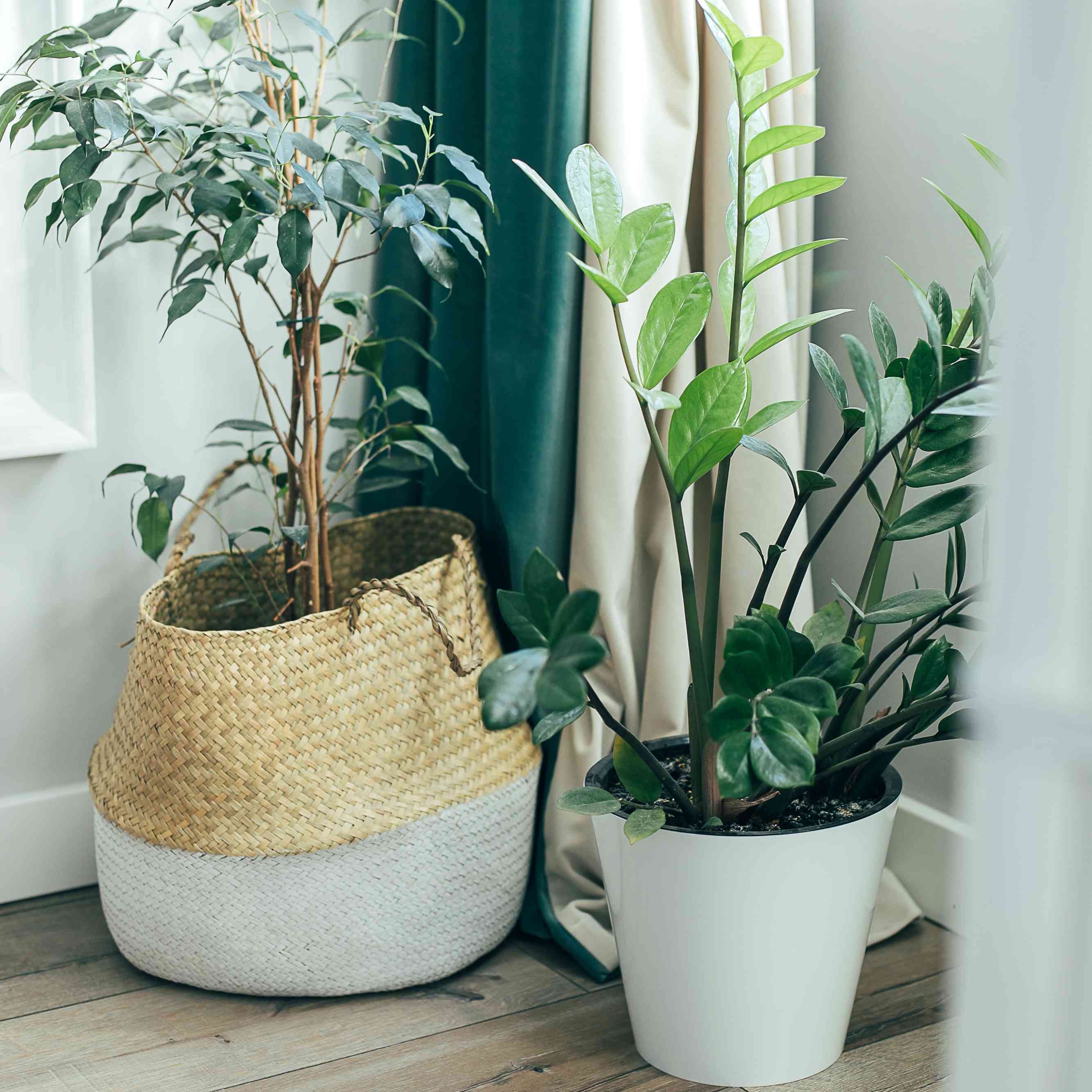 一棵哭泣的无花果树坐落在ZZ植物旁边。