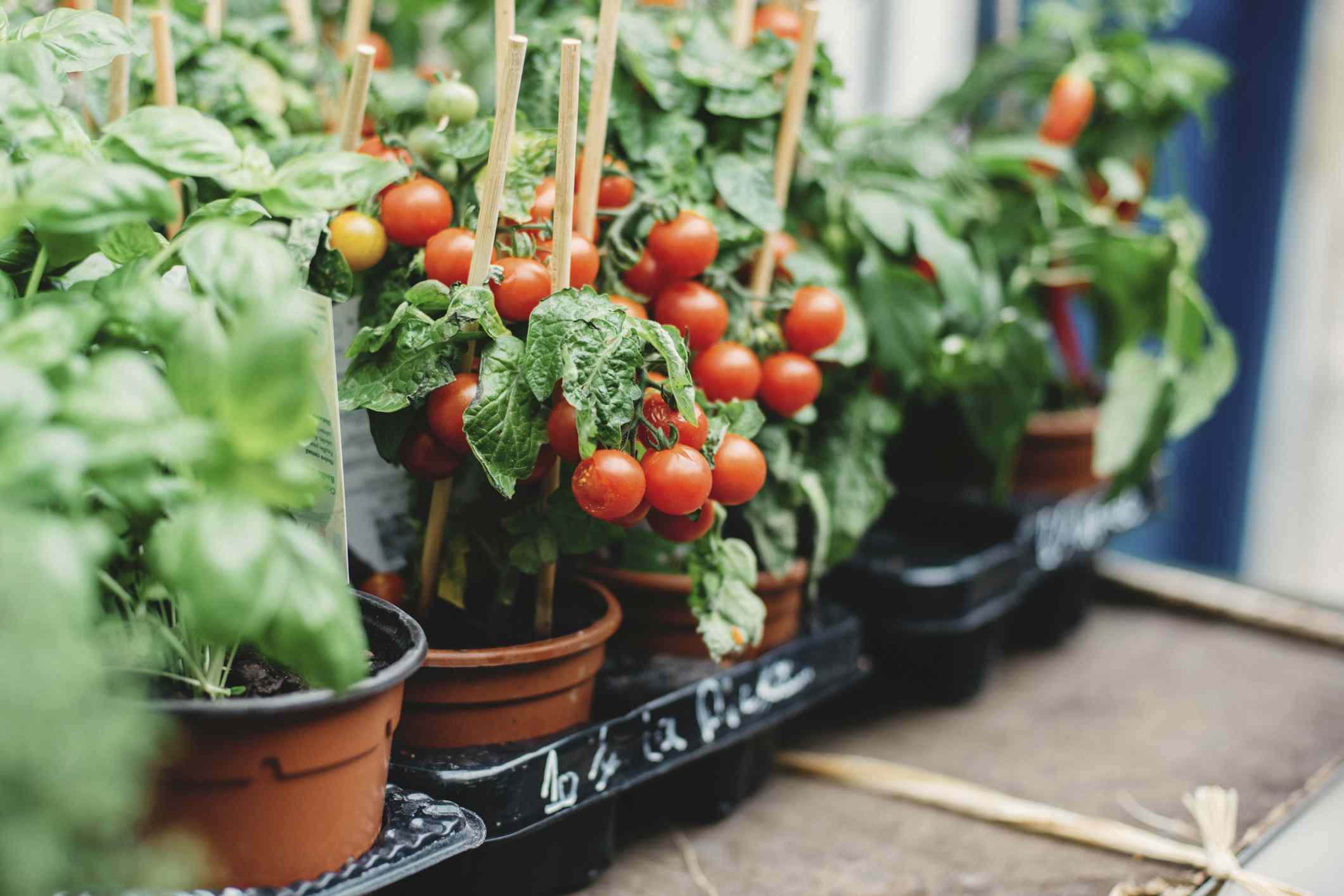 在容器中的西红柿。