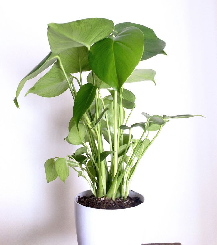 奇妙的美味龟背竹