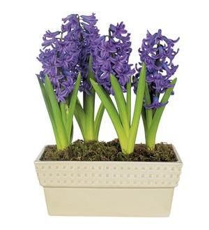 花风信子购物播种机