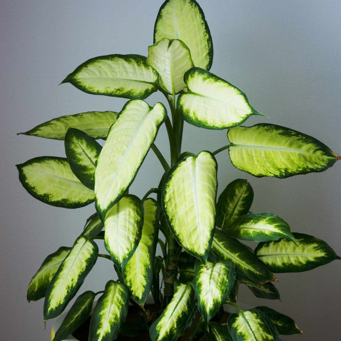 在黄色的花盆里，有淡绿色和深绿色叶子的哑甘蔗植物