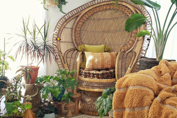 藤椅周围的植物