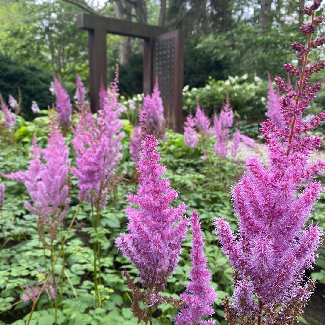 astilbe.