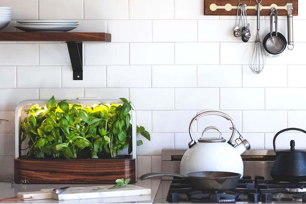 edn小庭院在厨房里