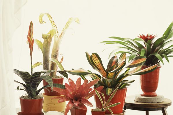 盆栽植物凤梨科植物