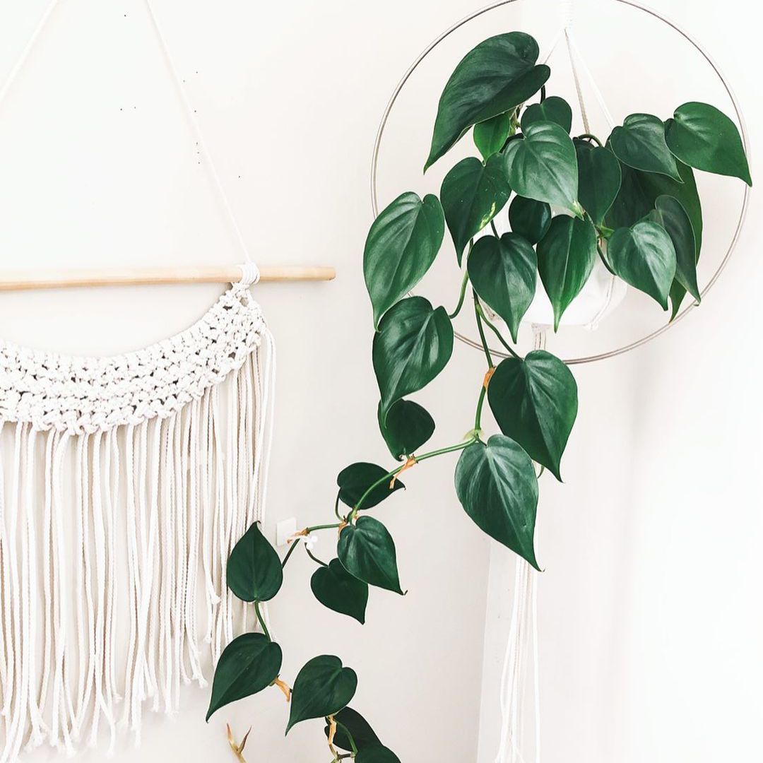 心形叶萱草植物在衣架上与白色挂毯在背景