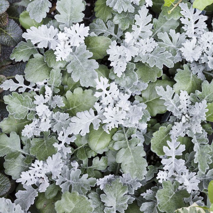 尘土飞扬的米勒灌木丛。