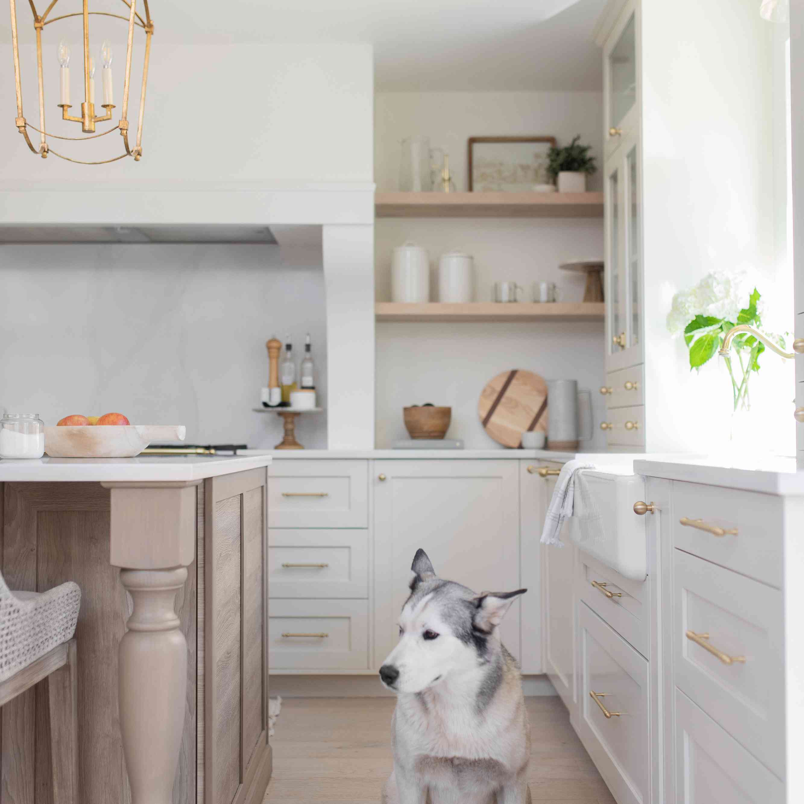 赫斯基狗在厨房里。