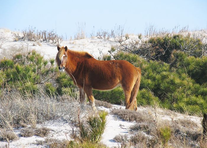 在美国最好的放松假期-阿萨提格岛，弗吉尼亚和马里兰
