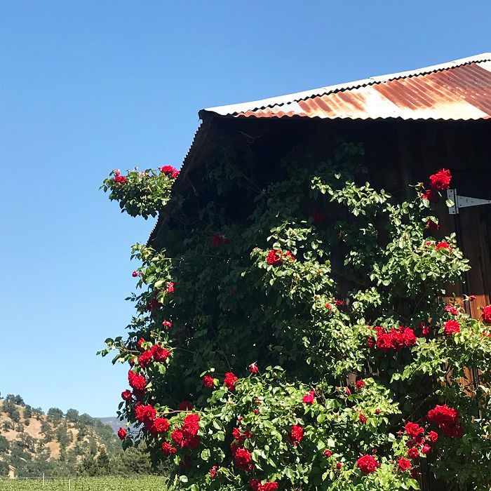 最好的有机葡萄酒在加州