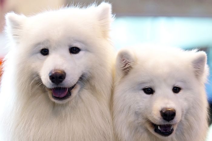 Samoyed-10最美丽的狗品种